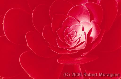 Color Infrared - Red Flower 1 